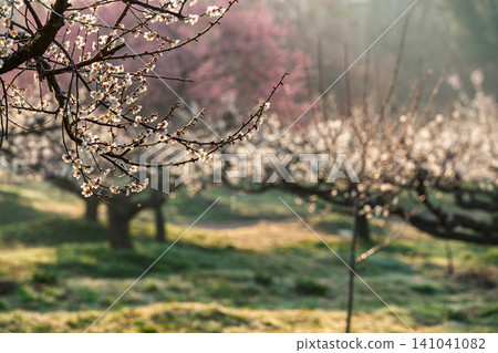Plum blossoms in full bloom at Umebayashi Park in Ayabe City, Kyoto Prefecture, as the morning light signals the arrival of spring. Plum blossoms in full bloom at Umebayashi Park in Ayabe City, Kyoto Prefecture, as the morning light signals the arrival of spring. 141041082