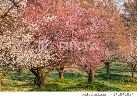 Plum blossoms in full bloom at Umebayashi Park in Ayabe City, Kyoto Prefecture, as the morning light signals the arrival of spring. Plum blossoms in full bloom at Umebayashi Park in Ayabe City, Kyoto Prefecture, as the morning light signals the arrival of spring. 141041084