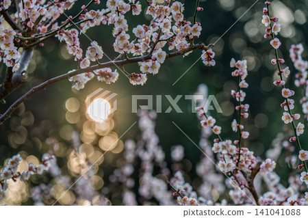 Plum blossoms in full bloom at Umebayashi Park in Ayabe City, Kyoto Prefecture, as the morning light signals the arrival of spring. Plum blossoms in full bloom at Umebayashi Park in Ayabe City, Kyoto Prefecture, as the morning light signals the arrival of spring. 141041088