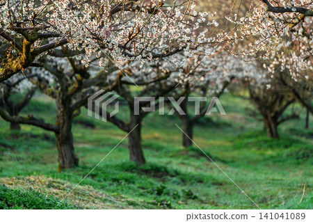 Plum blossoms in full bloom at Umebayashi Park in Ayabe City, Kyoto Prefecture, as the morning light signals the arrival of spring. Plum blossoms in full bloom at Umebayashi Park in Ayabe City, Kyoto Prefecture, as the morning light signals the arrival of spring. 141041089