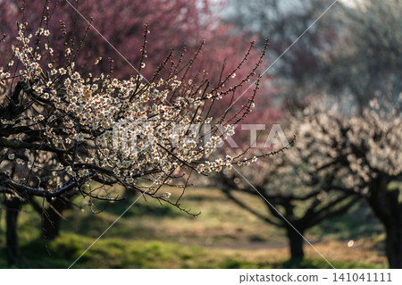 Plum blossoms in full bloom at Umebayashi Park in Ayabe City, Kyoto Prefecture, as the morning light signals the arrival of spring. Plum blossoms in full bloom at Umebayashi Park in Ayabe City, Kyoto Prefecture, as the morning light signals the arrival of spring. 141041111