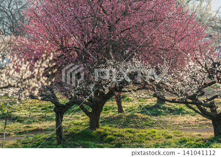 Plum blossoms in full bloom at Umebayashi Park in Ayabe City, Kyoto Prefecture, as the morning light signals the arrival of spring. Plum blossoms in full bloom at Umebayashi Park in Ayabe City, Kyoto Prefecture, as the morning light signals the arrival of spring. 141041112