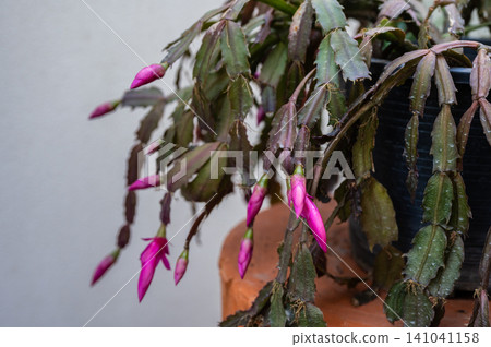 Close up of Thanksgiving Cactus with flowers bud before blooming. Holiday cacti such as the Christmas cactus, Thanksgiving cactus are all hybrids of Brazilian forest cacti. Close up of Thanksgiving Cactus with flowers bud before blooming. Holiday cacti such as the Christmas cactus, Thanksgiving cactus are all hybrids of Brazilian forest cacti. 141041158