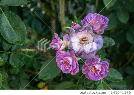 Purple roses flower having sunburn damaged. Rose flowers get sunburned due to being exposed to too much sunlight which makes them vulnerable to fire. Purple roses flower having sunburn damaged. Rose flowers get sunburned due to being exposed to too much sunlight which makes them vulnerable to fire. 141041176