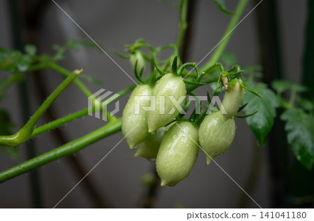 Unripe Cherry Tomatoes growing on a vine. Tomatoes are low in calories and provide important nutrients like vitamin C and potassium. Unripe Cherry Tomatoes growing on a vine. Tomatoes are low in calories and provide important nutrients like vitamin C and potassium. 141041180