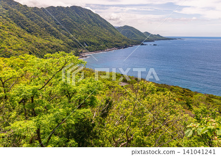 世界自然遺產屋久島的春天:西部森林道路地區 世界自然遺產屋久島的春天:西部森林道路地區 141041241