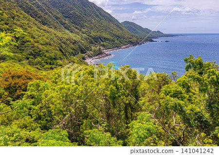 世界自然遺產屋久島的春天:西部森林道路地區 世界自然遺產屋久島的春天:西部森林道路地區 141041242
