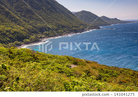 世界自然遺產屋久島的春天:西部森林道路地區 世界自然遺產屋久島的春天:西部森林道路地區 141041275