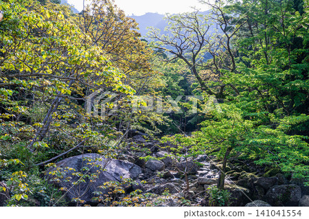 世界自然遺產屋久島的春天:西部森林道路地區 世界自然遺產屋久島的春天:西部森林道路地區 141041554