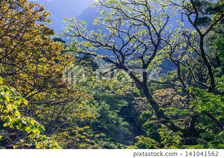 世界自然遺產屋久島的春天:西部森林道路地區 世界自然遺產屋久島的春天:西部森林道路地區 141041562