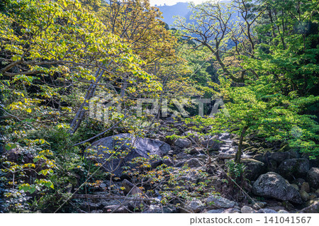 世界自然遺產屋久島的春天:西部森林道路地區 世界自然遺產屋久島的春天:西部森林道路地區 141041567