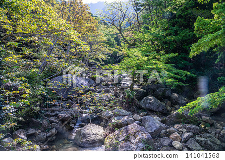 世界自然遺產屋久島的春天:西部森林道路地區 世界自然遺產屋久島的春天:西部森林道路地區 141041568