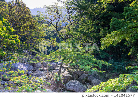 世界自然遺產屋久島的春天:西部森林道路地區 世界自然遺產屋久島的春天:西部森林道路地區 141041577