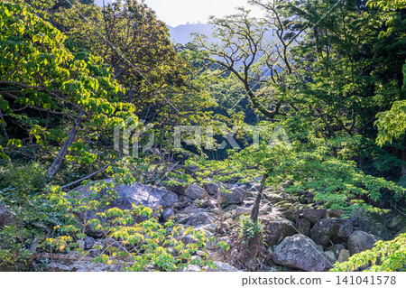 世界自然遺產屋久島的春天:西部森林道路地區 世界自然遺產屋久島的春天:西部森林道路地區 141041578