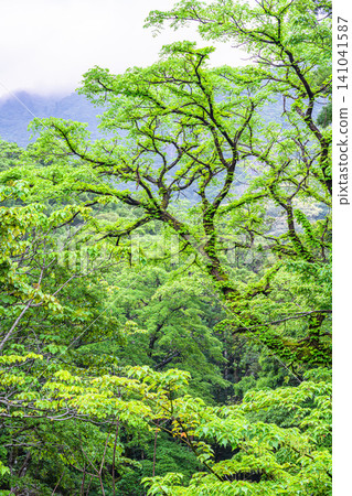 世界自然遺產屋久島的春天:西部森林道路地區 世界自然遺產屋久島的春天:西部森林道路地區 141041587