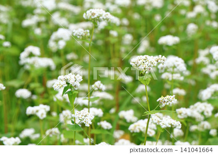 Summer buckwheat flowers Summer buckwheat flowers 141041664