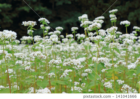 Summer buckwheat flowers Summer buckwheat flowers 141041666