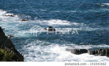 海岸邊形狀奇特的岩石上盛開著岩百合。 海岸邊形狀奇特的岩石上盛開著岩百合。 141041682