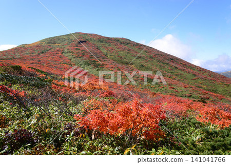 Autumn on Mount Kurikoma: The green bamboo grass fields are covered in red autumn leaves. Autumn on Mount Kurikoma: The green bamboo grass fields are covered in red autumn leaves. 141041766