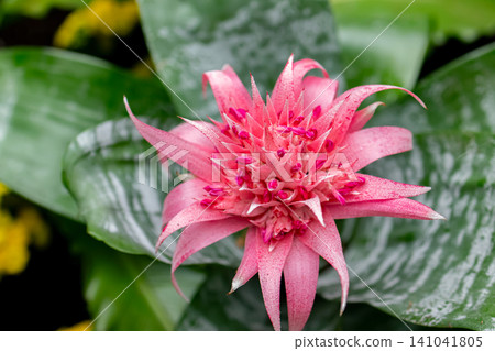 Tropical pink flower of silver vase plant in the botanical garden. Tropical pink flower of silver vase plant in the botanical garden. 141041805