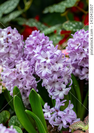 Beautiful bloom of pink hyacinths with green foliage in the garden. 141041807