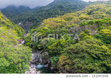 Springtime in Yakushima, a World Natural Heritage Site: Segiri River Basin Springtime in Yakushima, a World Natural Heritage Site: Segiri River Basin 141041836