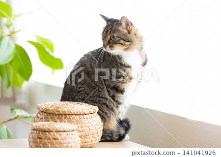 Pet cat, cat in the living room Pet cat, cat in the living room 141041926