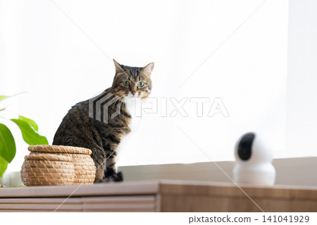 Pet cat, cat in the living room Pet cat, cat in the living room 141041929