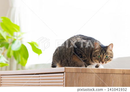 Pet cat, cat in the living room Pet cat, cat in the living room 141041932