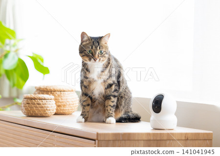 Pet cat, cat in the living room Pet cat, cat in the living room 141041945