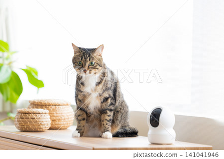 Pet cat, cat in the living room Pet cat, cat in the living room 141041946