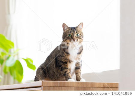 Pet cat, cat in the living room Pet cat, cat in the living room 141041999