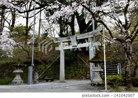 福岡縣朝倉市秋月城遺址的穗羽神社和盛開的櫻花 福岡縣朝倉市秋月城遺址的穗羽神社和盛開的櫻花 141042007