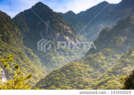 世界自然遺產屋久島的春天:西部森林道路地區 世界自然遺產屋久島的春天:西部森林道路地區 141042029