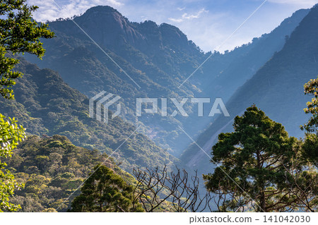 世界自然遺產屋久島的春天:西部森林道路地區 世界自然遺產屋久島的春天:西部森林道路地區 141042030