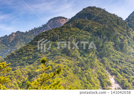 Springtime in Yakushima, a World Natural Heritage Site: Western Forest Road Area Springtime in Yakushima, a World Natural Heritage Site: Western Forest Road Area 141042036
