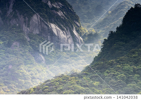 世界自然遺產屋久島的春天:西部森林道路地區 世界自然遺產屋久島的春天:西部森林道路地區 141042038