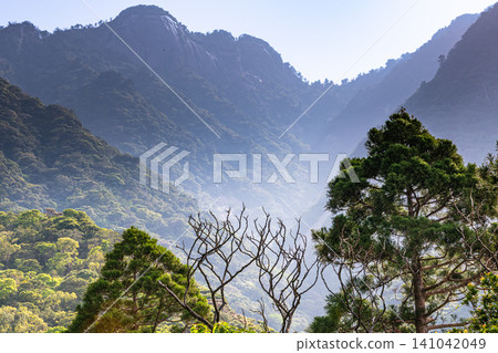 Springtime in Yakushima, a World Natural Heritage Site: Western Forest Road Area Springtime in Yakushima, a World Natural Heritage Site: Western Forest Road Area 141042049