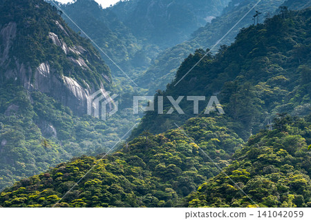 世界自然遺產屋久島的春天:西部森林道路地區 世界自然遺產屋久島的春天:西部森林道路地區 141042059
