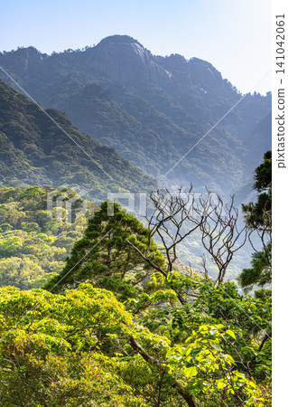 世界自然遺產屋久島的春天:西部森林道路地區 世界自然遺產屋久島的春天:西部森林道路地區 141042061