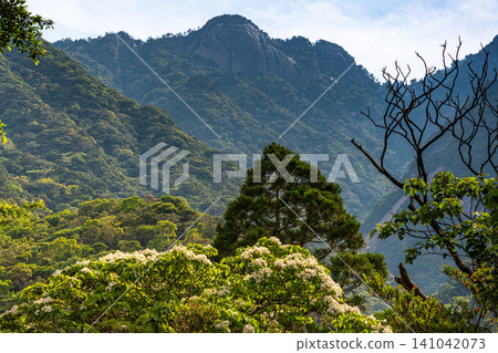 世界自然遺產屋久島的春天:西部森林道路地區 世界自然遺產屋久島的春天:西部森林道路地區 141042073