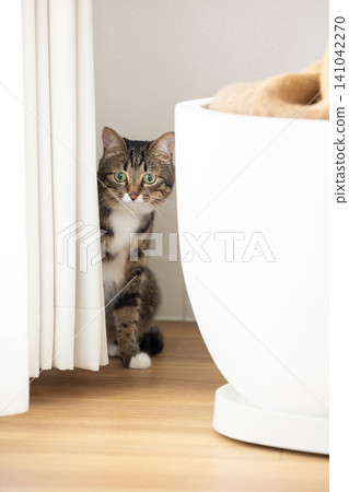 Pet cat hiding in the living room 141042270