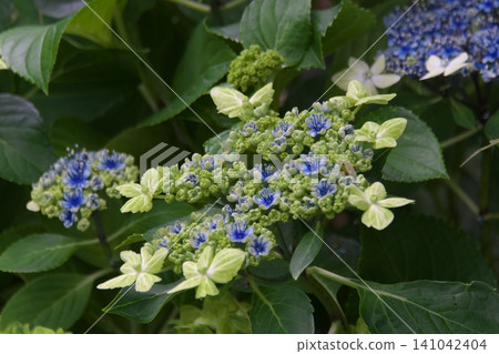 Blue hydrangea Blue hydrangea 141042404