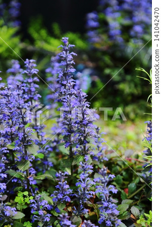 白虎寺的十二花紫菀 141042470