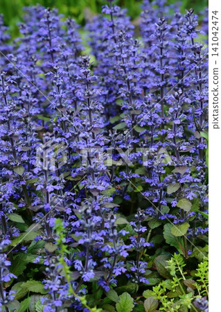 白虎寺的十二花紫菀 白虎寺的十二花紫菀 141042474