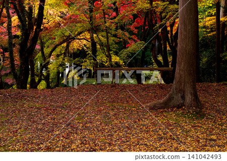 I photographed the spectacular red and yellow autumn leaves at Hokyozan Dokoji Temple in Tamba-Sasayama City, Hyogo Prefecture. I photographed the spectacular red and yellow autumn leaves at Hokyozan Dokoji Temple in Tamba-Sasayama City, Hyogo Prefecture. 141042493