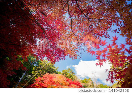 I photographed the spectacular red and yellow autumn leaves at Hokyozan Dokoji Temple in Tamba-Sasayama City, Hyogo Prefecture. 141042508