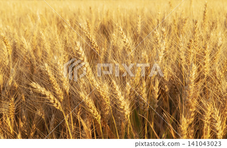A field with golden wheat field 141043023