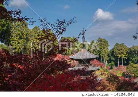 I photographed the autumn leaves that colored the grounds of Konan Sanzan Choju-ji Temple in Konan City, Shiga Prefecture. I photographed the autumn leaves that colored the grounds of Konan Sanzan Choju-ji Temple in Konan City, Shiga Prefecture. 141043048