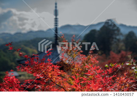 我拍攝了滋賀縣江南市江南三山長壽寺院內秋葉變色的美景。 141043057